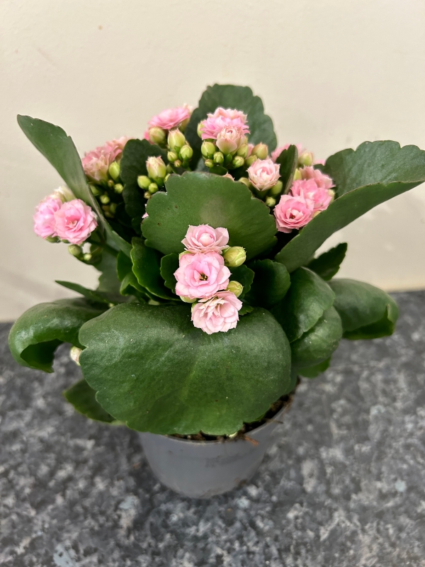 Kalanchoe