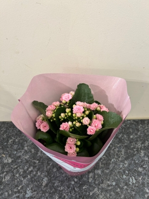 Kalanchoe