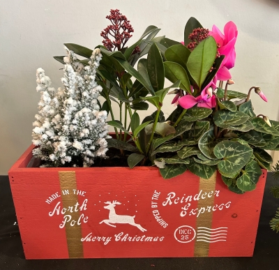 Planted Christmas box