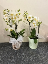 3 stemmed orchid