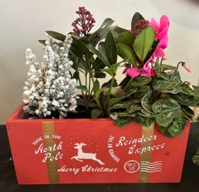 Planted Christmas box